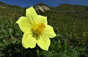 17  Pulsatilla alpina sulfurea con ospite
